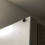 Ah, eine Fliege! (Teil 2)