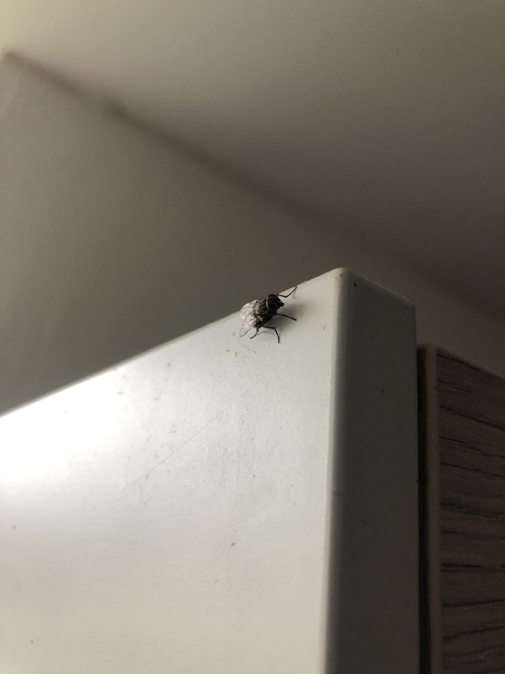Im Makro eine Stubenfliege auf meinem Küchenschrank